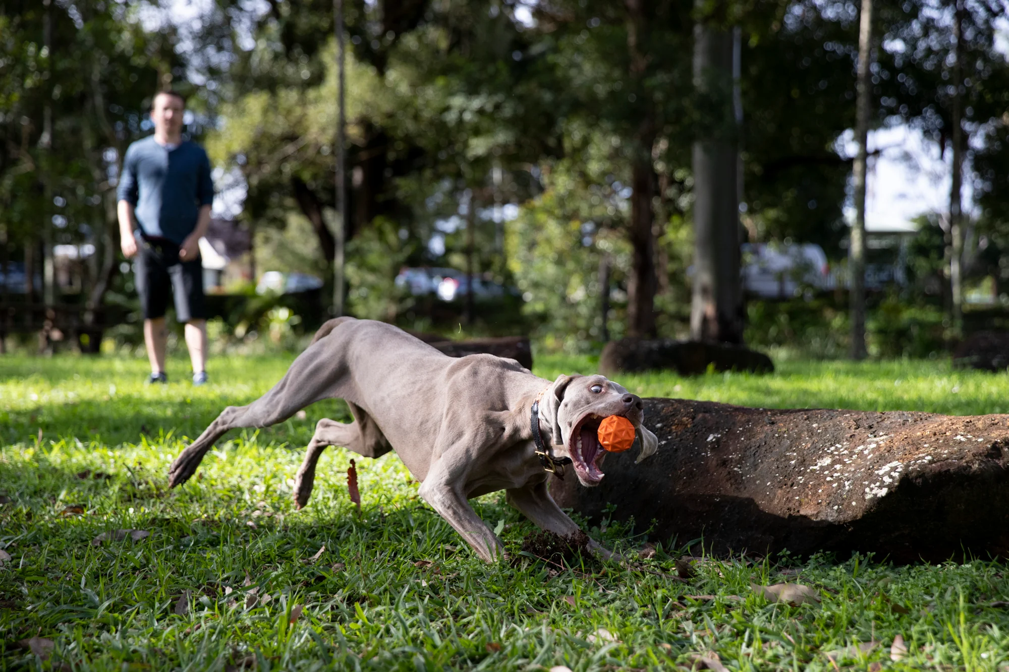 Tailwind for Dogs - Image 4